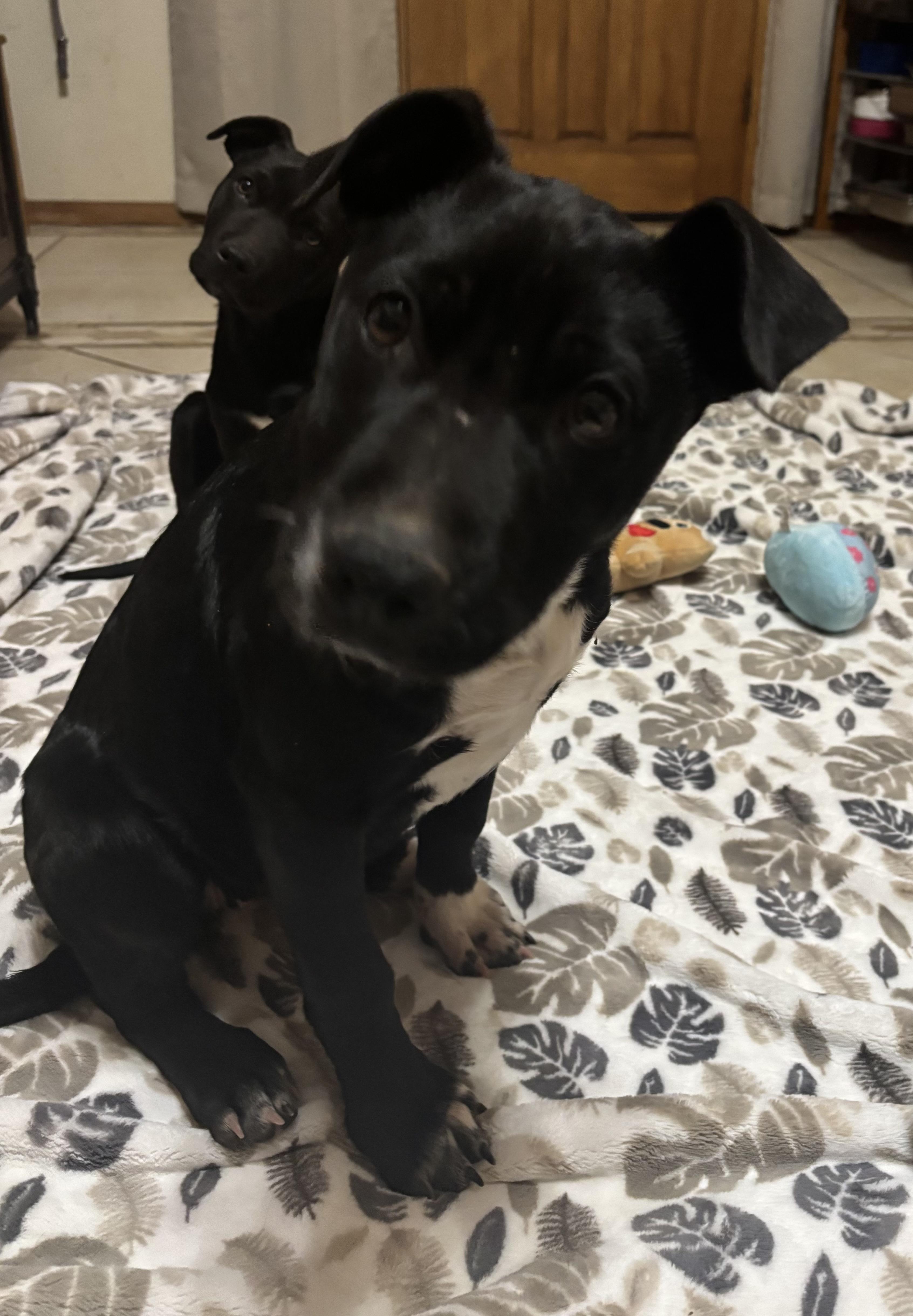 Enlarge Mac, an adopted mixed breed in Huachuca City, AZ image 1/5