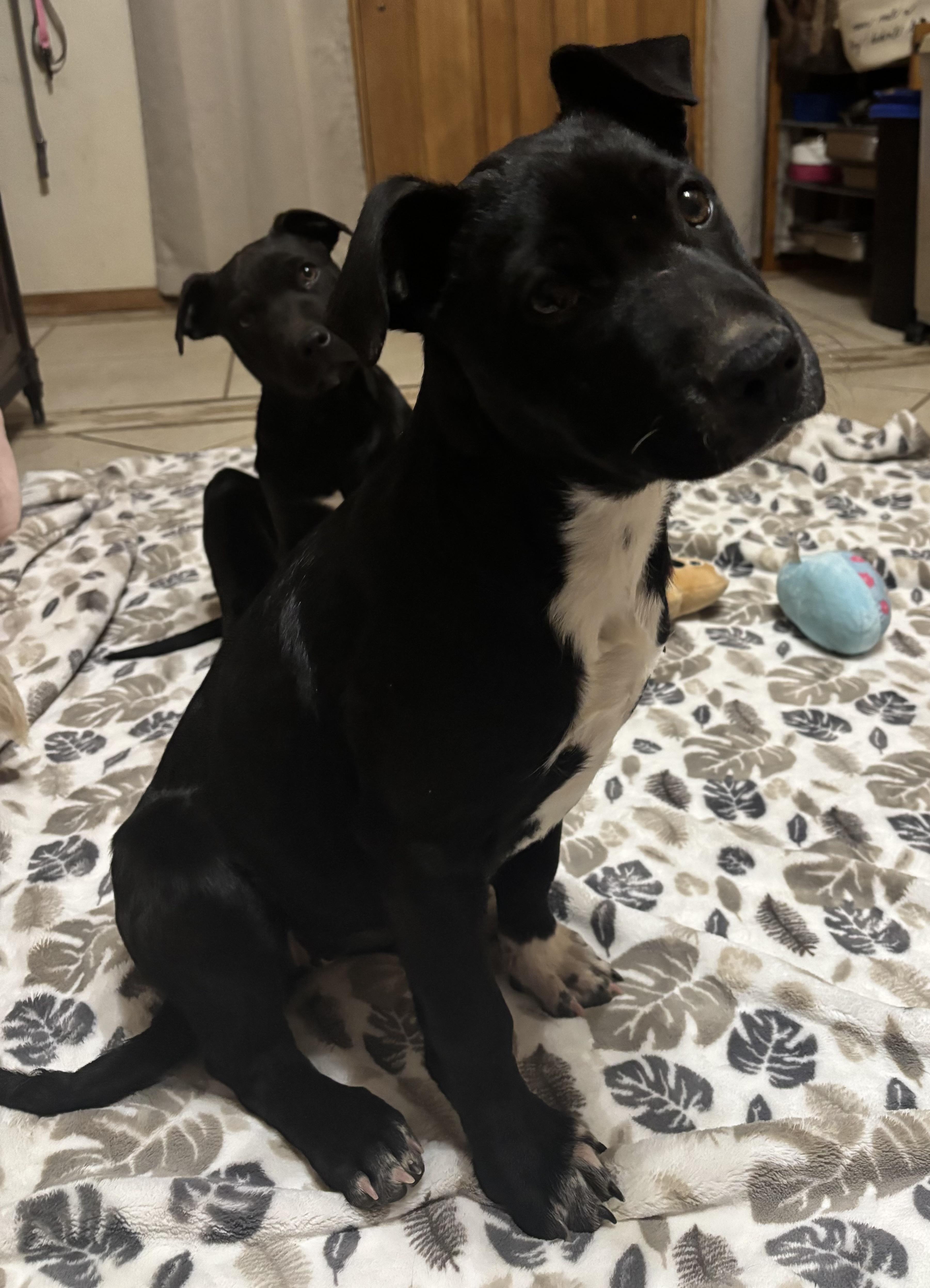 Enlarge Mac, an adopted mixed breed in Huachuca City, AZ image 5/5