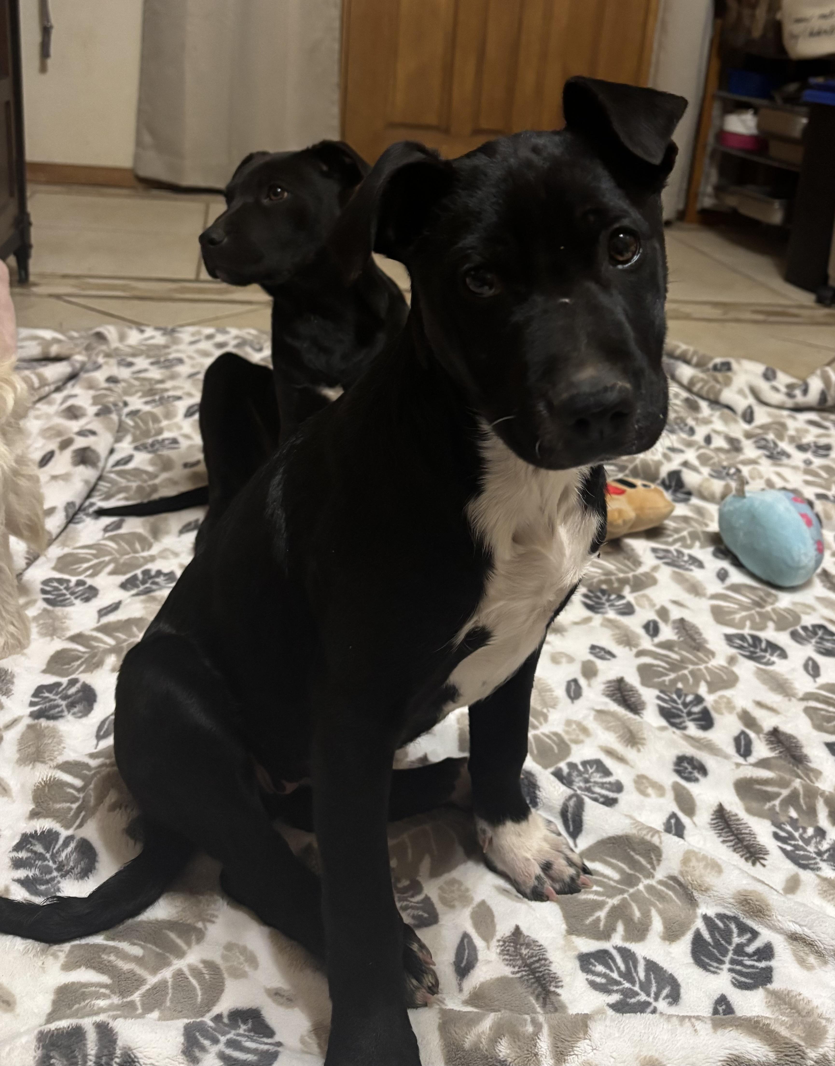 Enlarge Mac, an adopted mixed breed in Huachuca City, AZ image 3/5