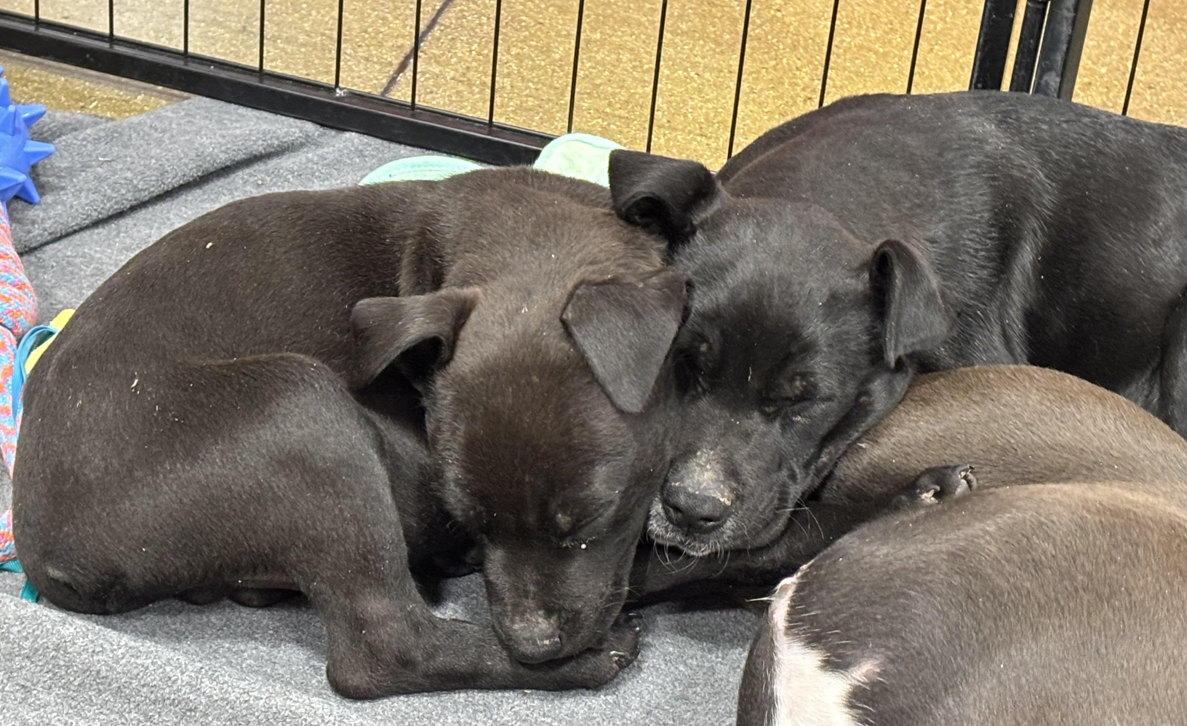 Enlarge Mac, an adopted mixed breed in Huachuca City, AZ image 2/5