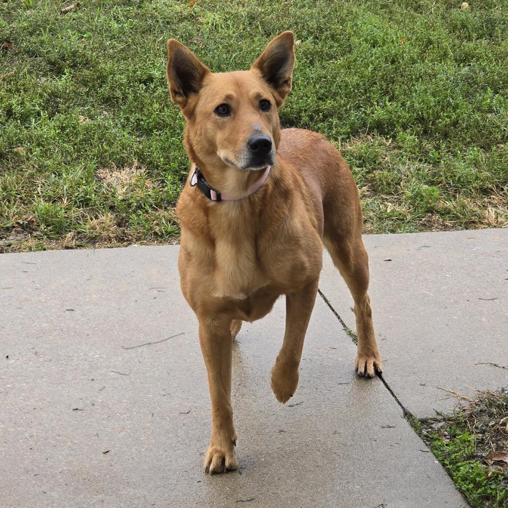 Robin, Adoptable, Adult Female Cattle Dog & Mixed Breed.