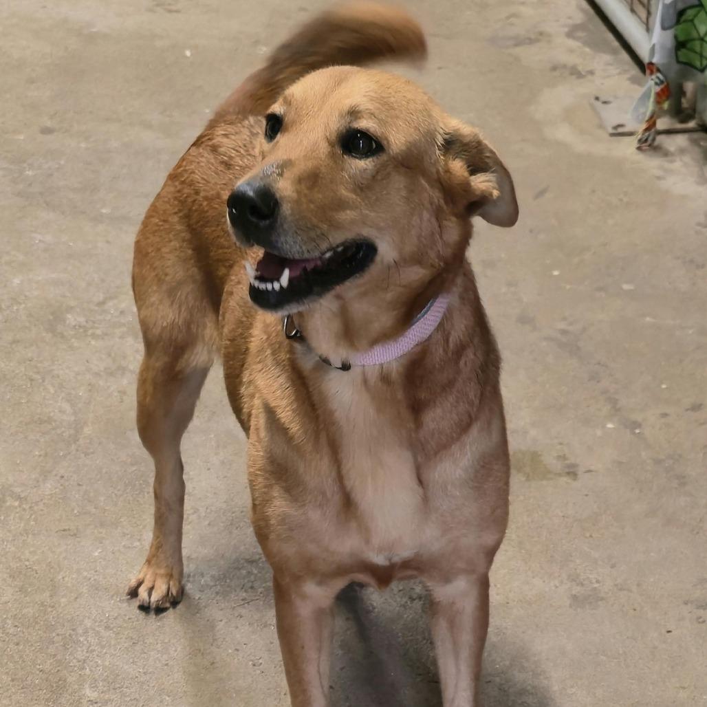 Enlarge Robin, a Adoptable mixed breed in Olathe, KS image 2/6