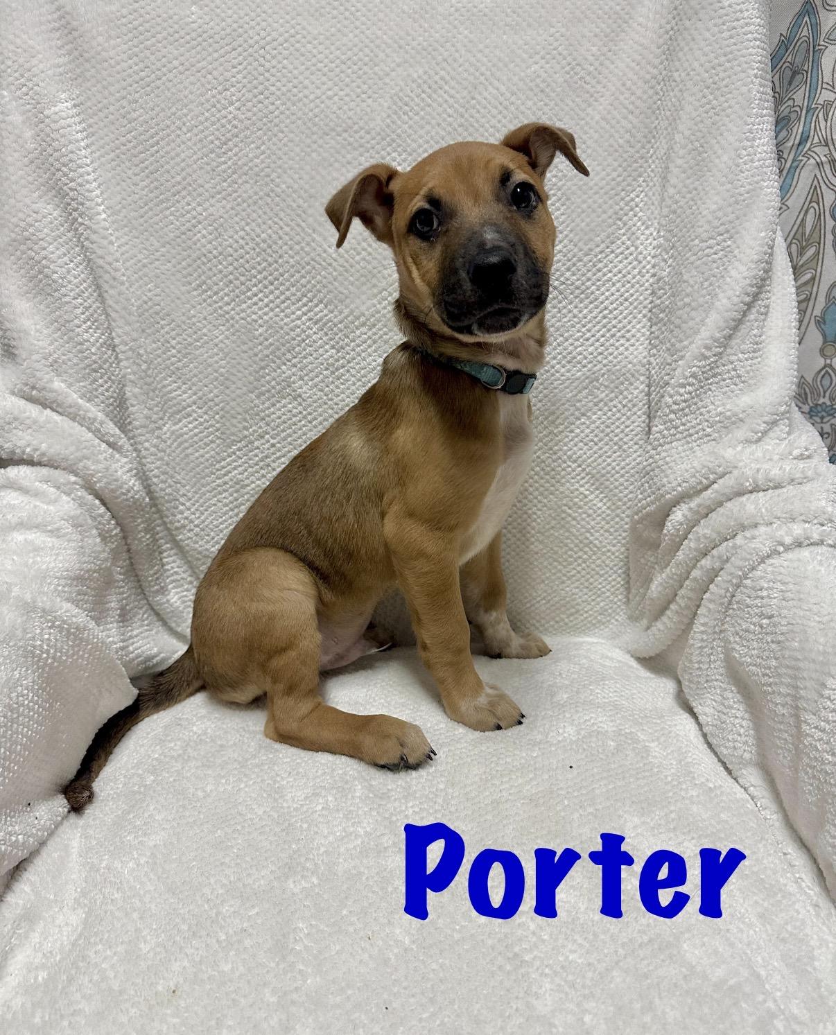 Enlarge Porter, a Adoptable mixed breed in Walker, LA image 1/4