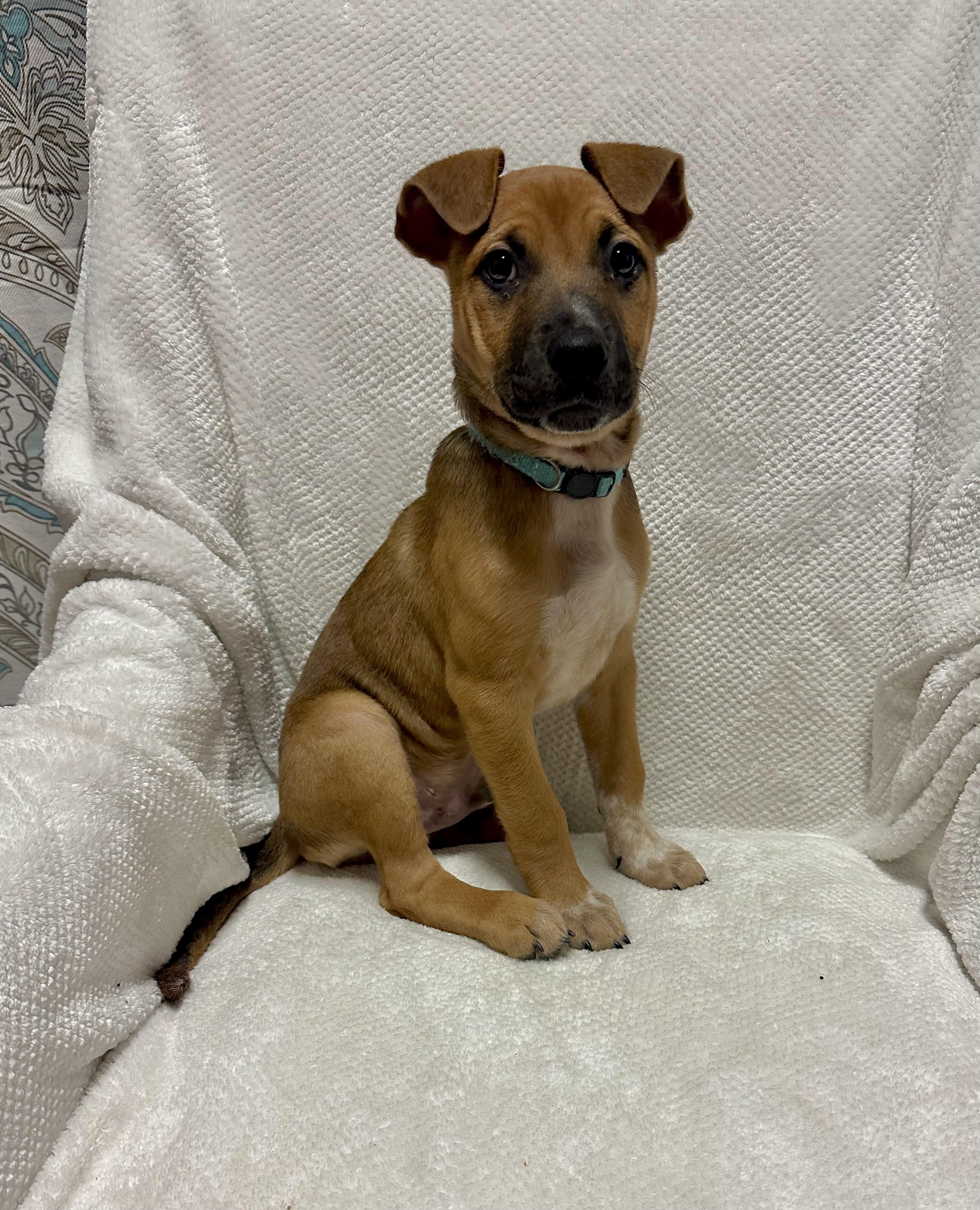 Enlarge Porter, a Adoptable mixed breed in Walker, LA image 3/4