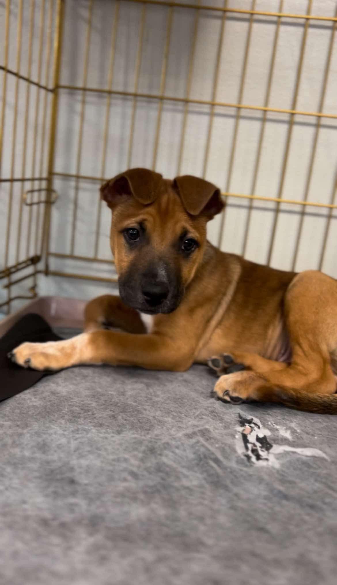 Enlarge Porter, a Adoptable mixed breed in Walker, LA image 2/4