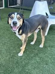 Enlarge PETER, a Adoptable Mixed Breed in Dallas, TX image 1/1