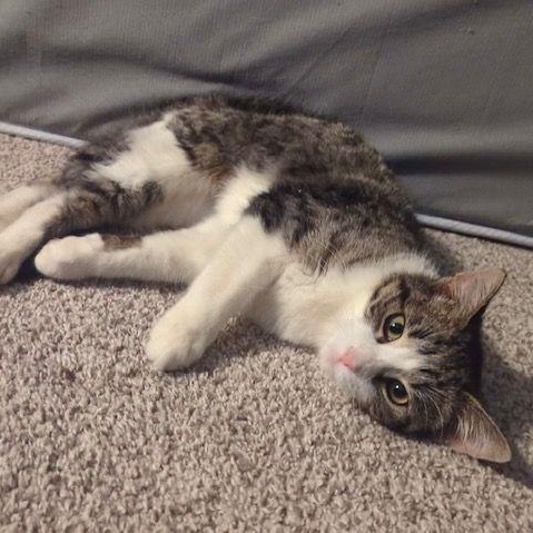 Enlarge Boo, a ADOPTABLE Domestic Short Hair in Lake Orion, MI image 1/4