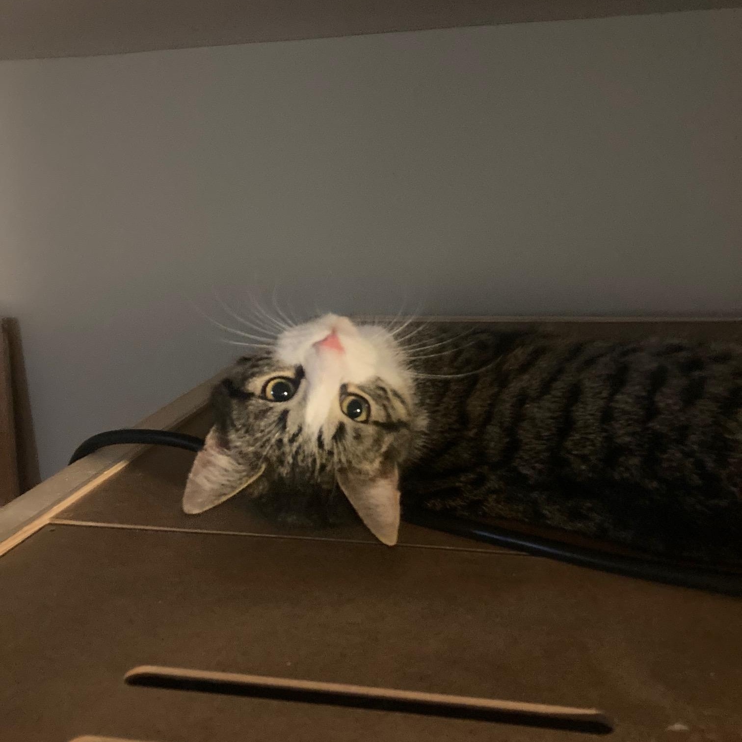 Enlarge Boo, a ADOPTABLE Domestic Short Hair in Lake Orion, MI image 4/4