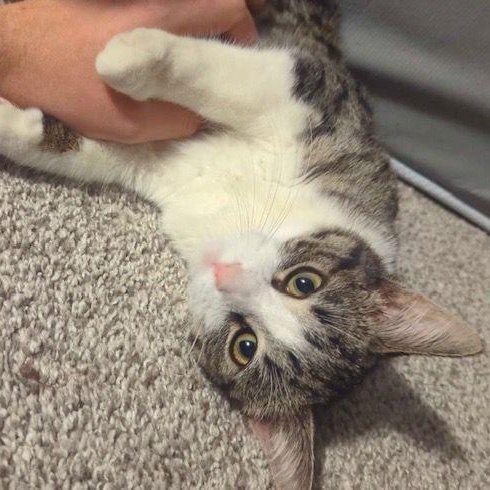 Enlarge Boo, a ADOPTABLE Domestic Short Hair in Lake Orion, MI image 2/4