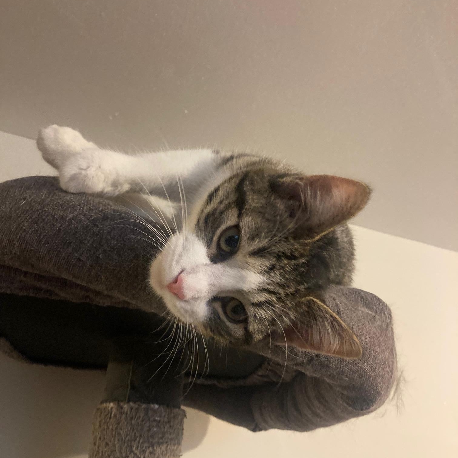 Enlarge Boo, a ADOPTABLE Domestic Short Hair in Lake Orion, MI image 3/4