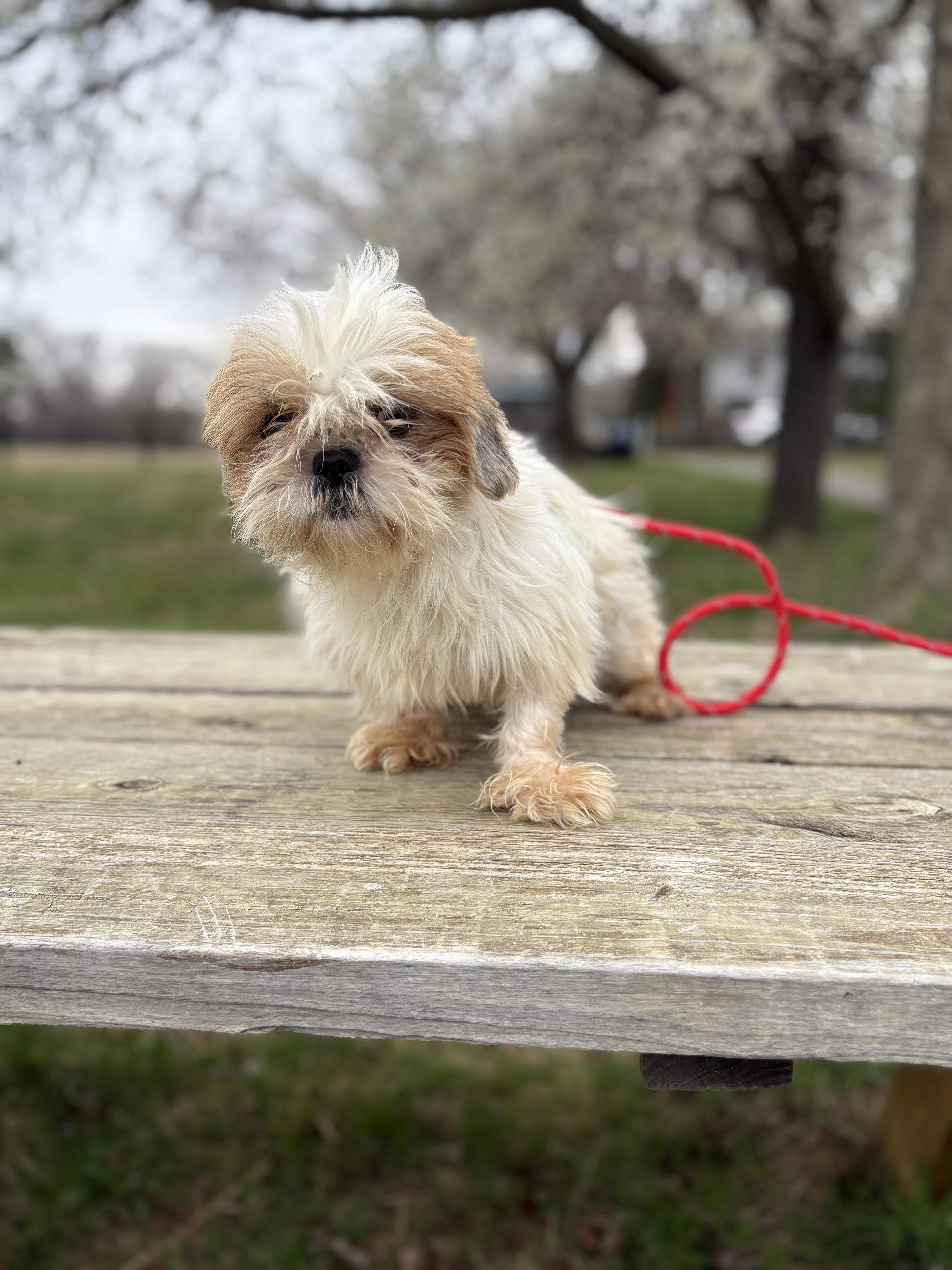 Enlarge Greta, an adopted Shih Tzu in Louisa, VA image 3/4