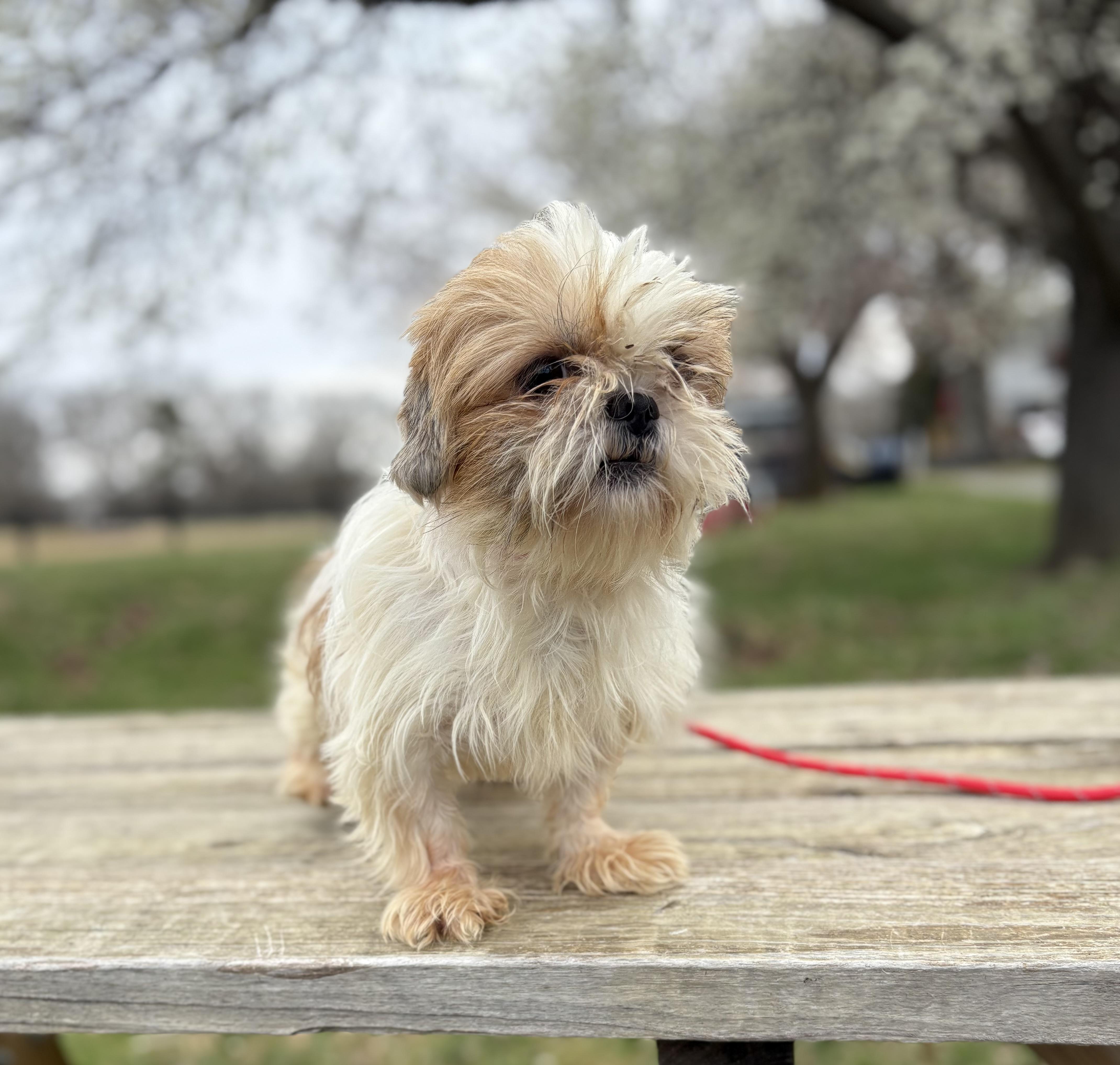 Enlarge Greta, an adopted Shih Tzu in Louisa, VA image 4/4