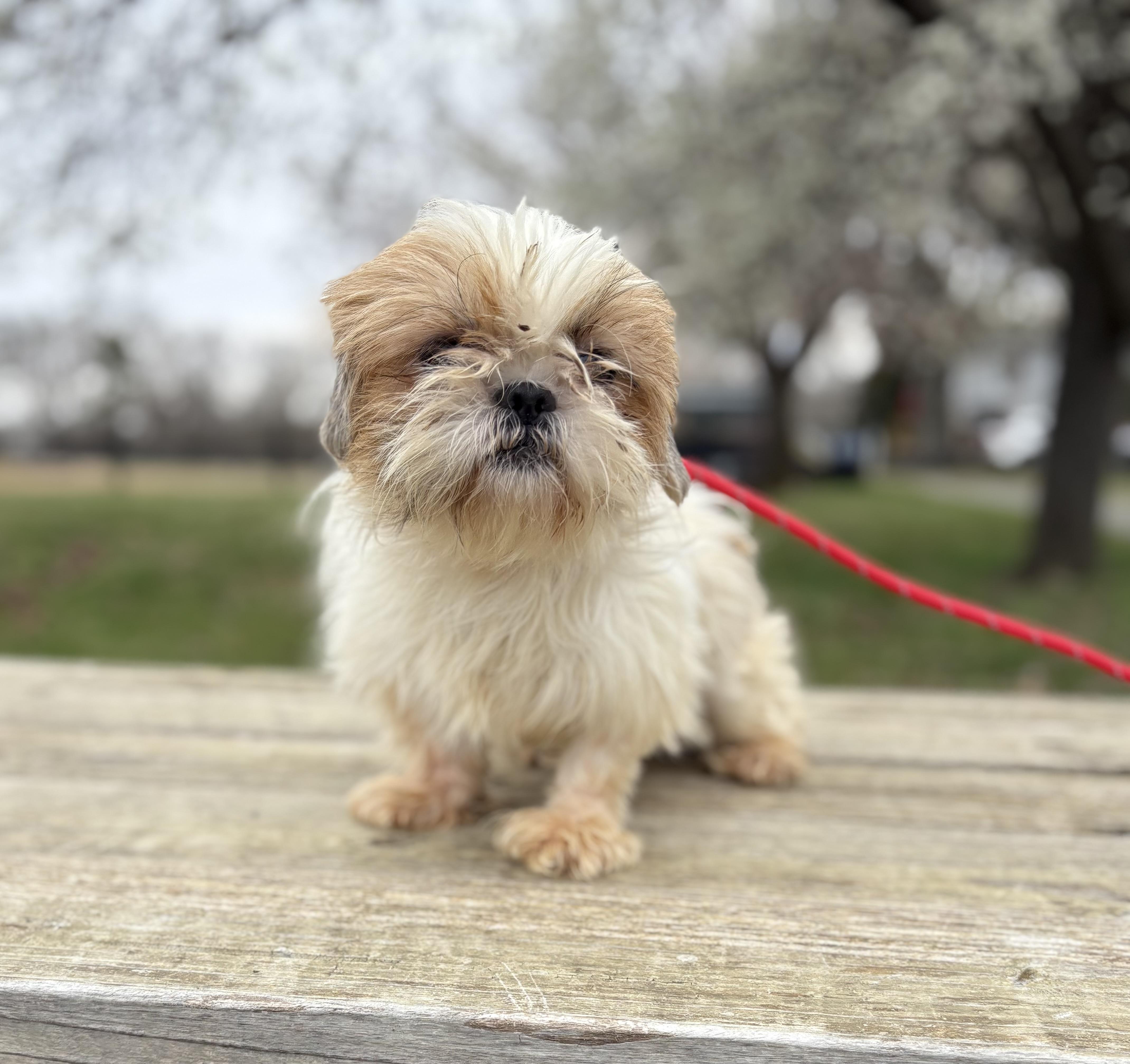 Enlarge Greta, an adopted Shih Tzu in Louisa, VA image 2/4
