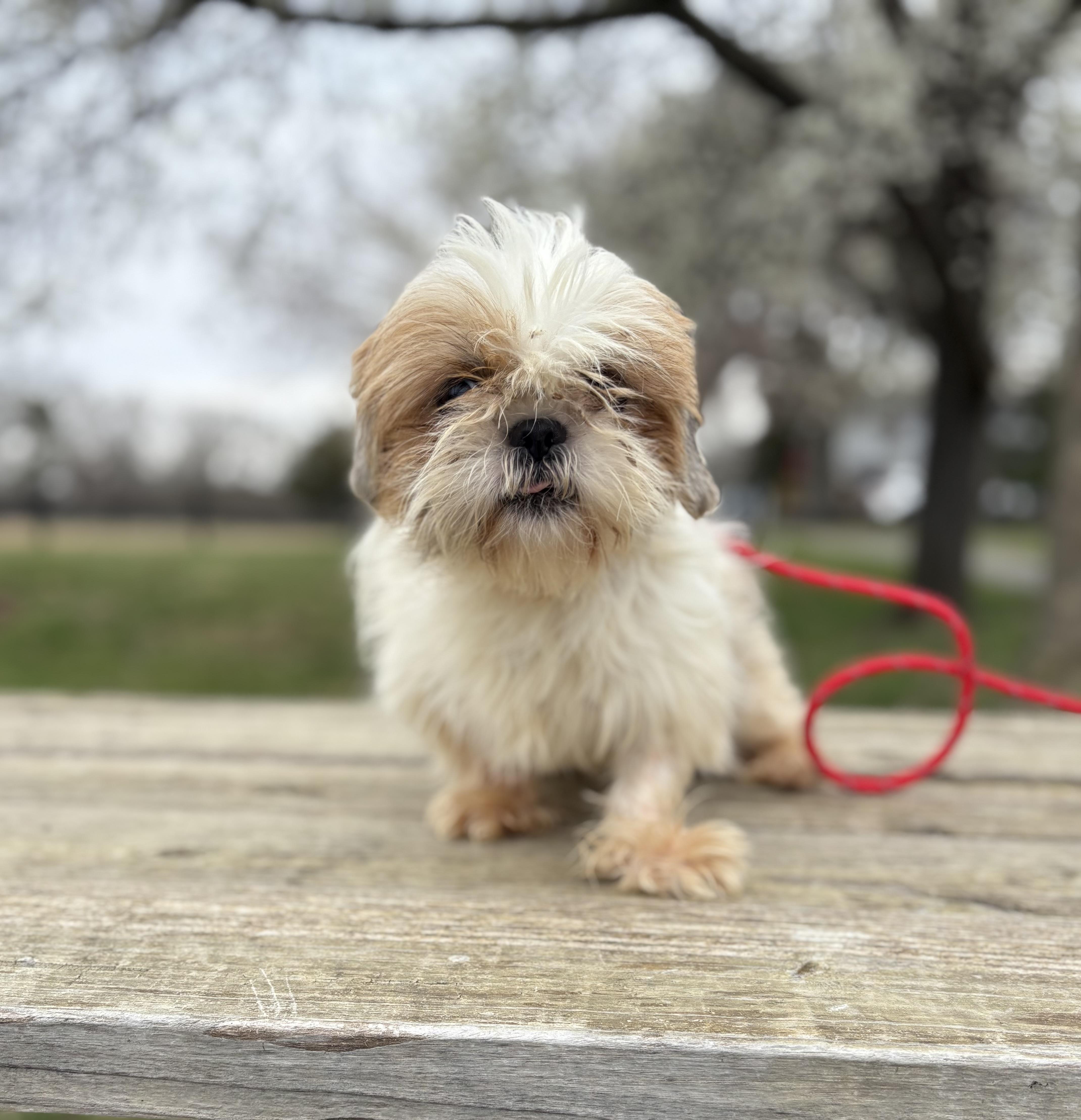 Enlarge Greta, an adopted Shih Tzu in Louisa, VA image 1/4