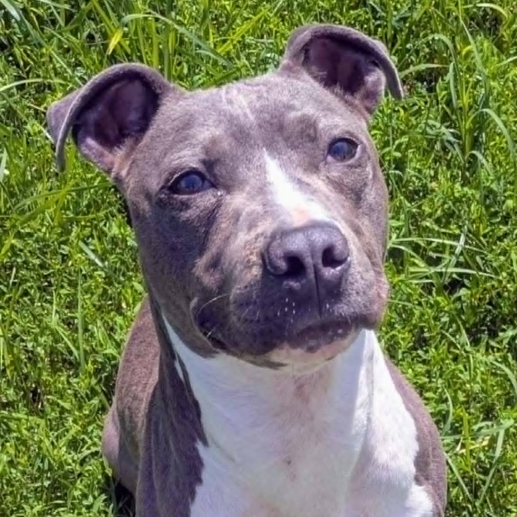 Enlarge Alfie, a Adoptable Mixed Breed in Jeffersonville, IN image 1/4
