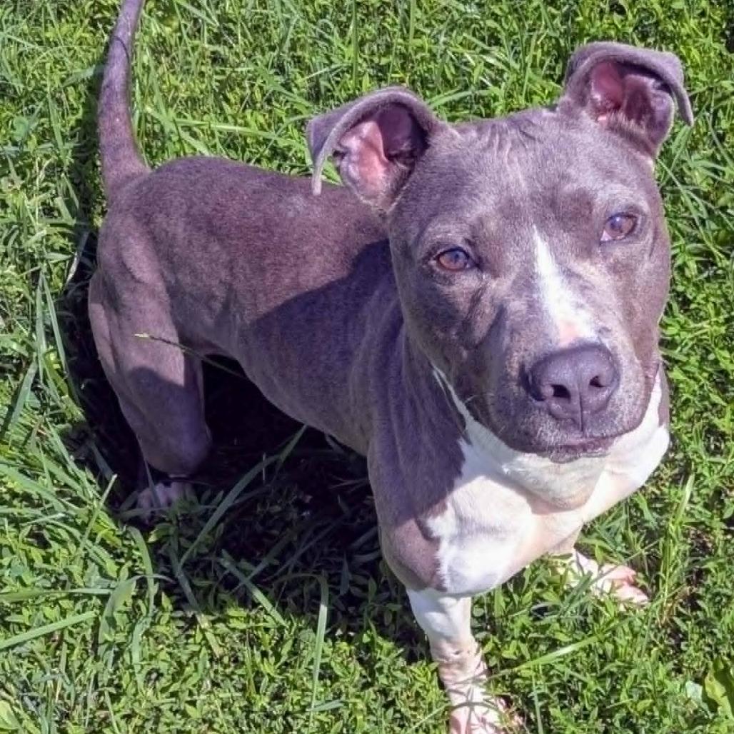 Enlarge Alfie, a Adoptable Mixed Breed in Jeffersonville, IN image 2/4