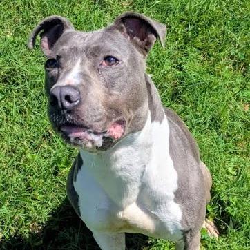 Enlarge Alfie, a Adoptable Mixed Breed in Jeffersonville, IN image 3/4