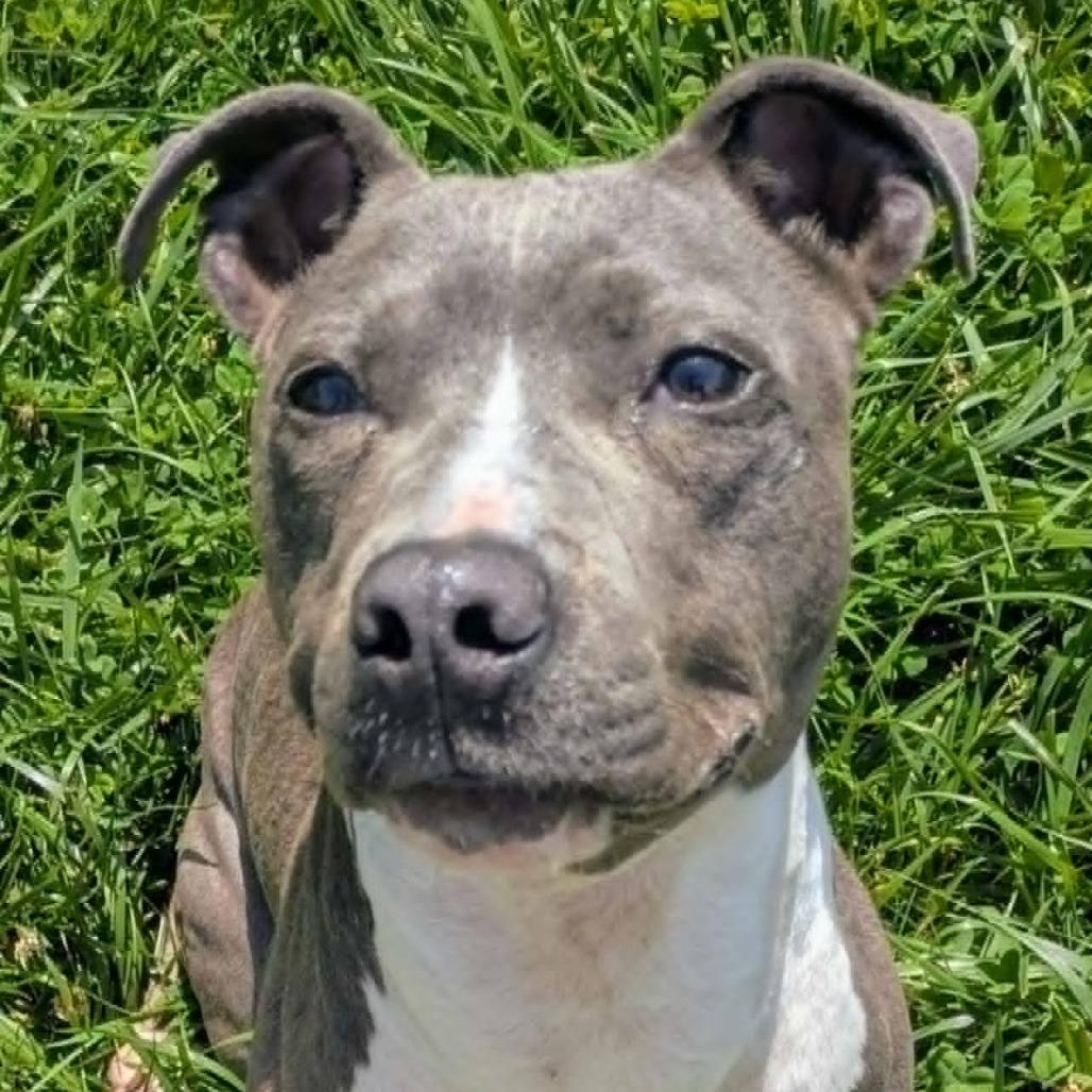 Enlarge Alfie, a Adoptable Mixed Breed in Jeffersonville, IN image 4/4