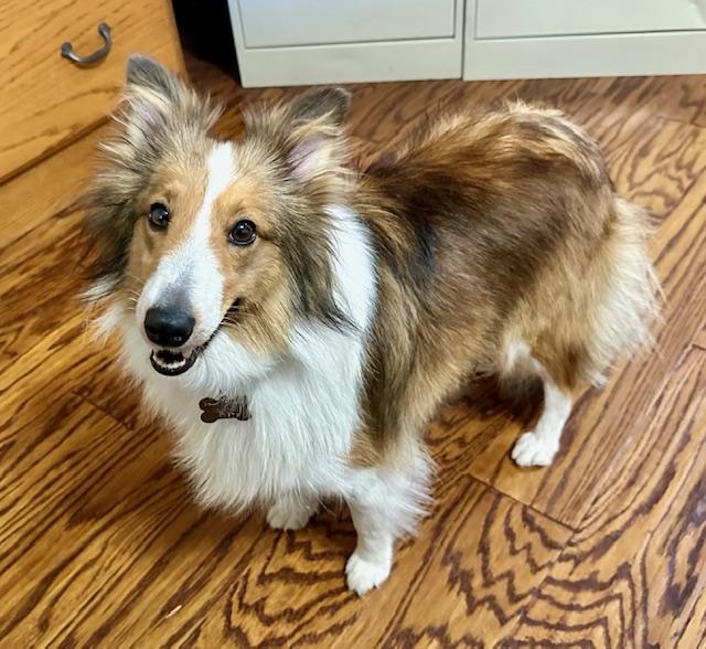 Enlarge EVE, a Adopted Shetland Sheepdog / Sheltie in Shell Knob, MO image 1/2