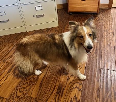 Enlarge EVE, a Adopted Shetland Sheepdog / Sheltie in Shell Knob, MO image 2/2