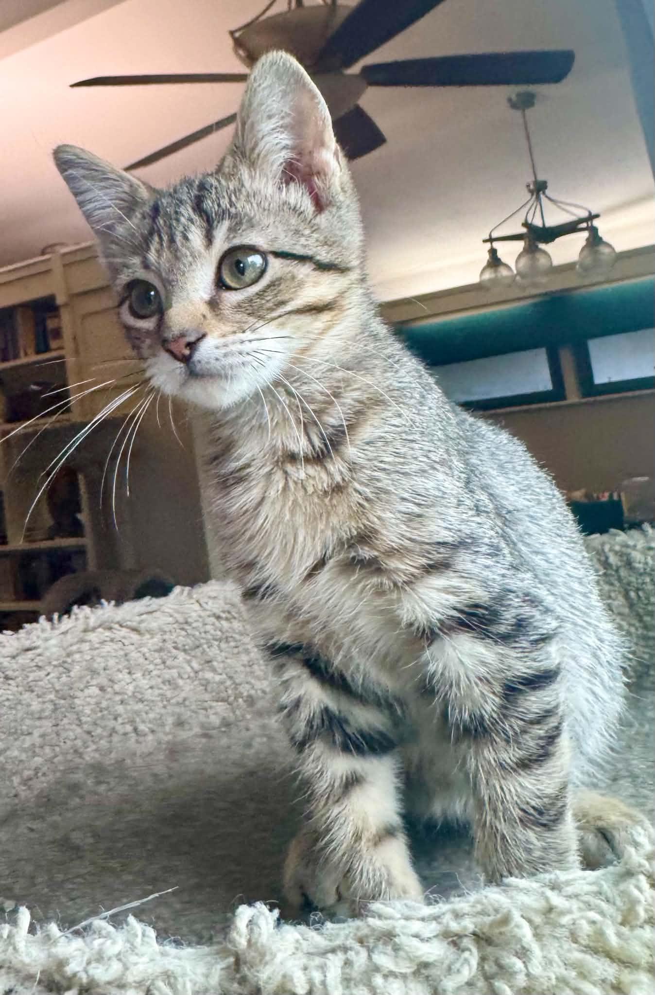 Enlarge Buffy (from the Buffy the Vampire Slayer Litter), a Adopted Domestic Short Hair in Arnold, MO image 1/6