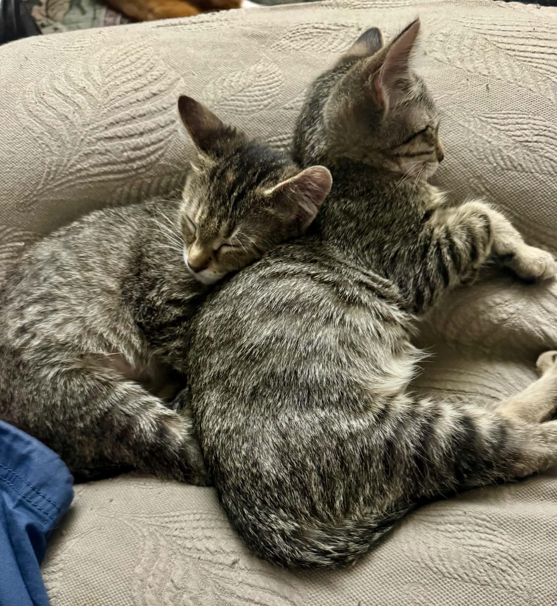Enlarge Buffy (from the Buffy the Vampire Slayer Litter), a Adopted Domestic Short Hair in Arnold, MO image 3/6
