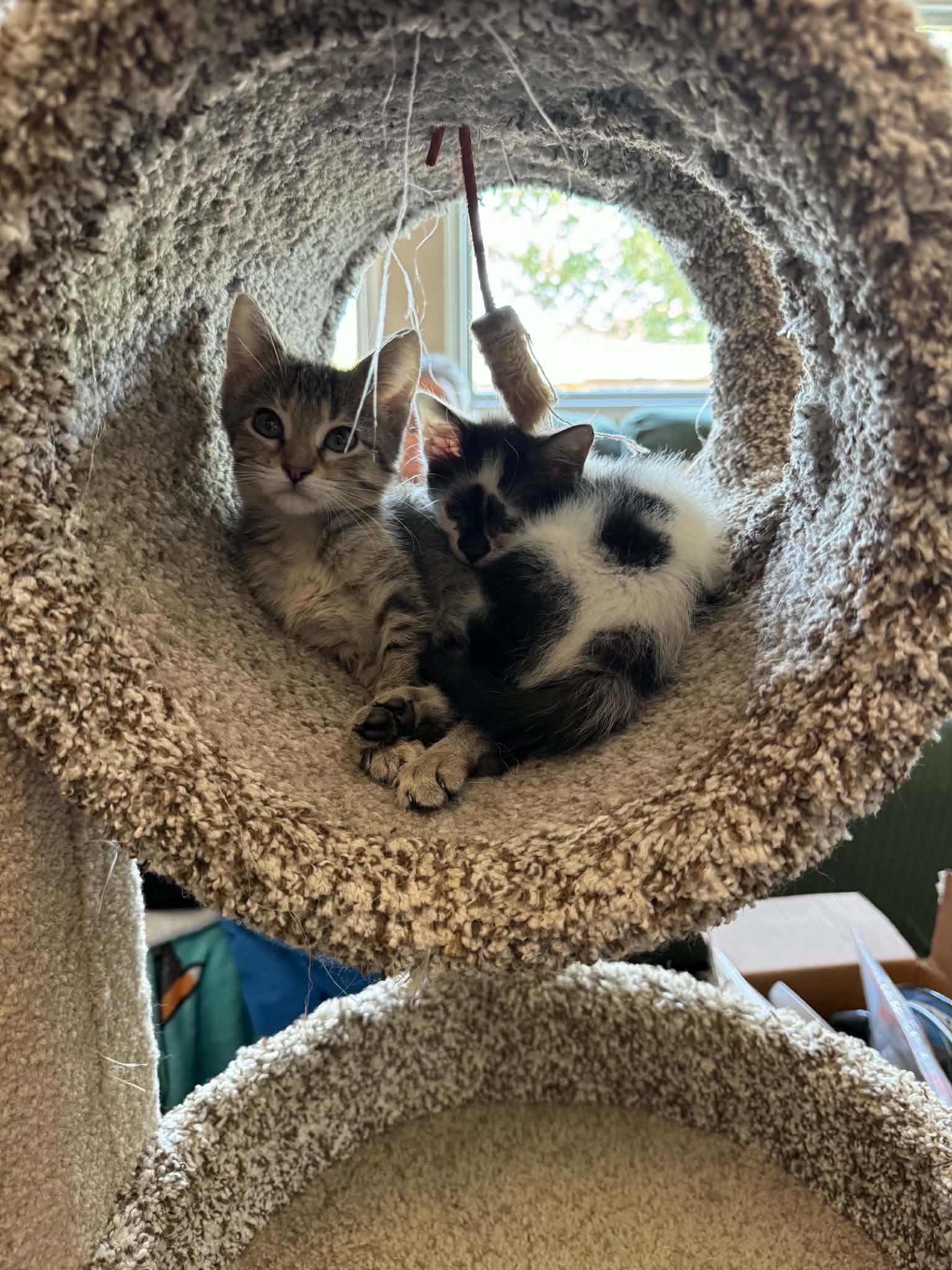 Enlarge Buffy (from the Buffy the Vampire Slayer Litter), a Adopted Domestic Short Hair in Arnold, MO image 6/6