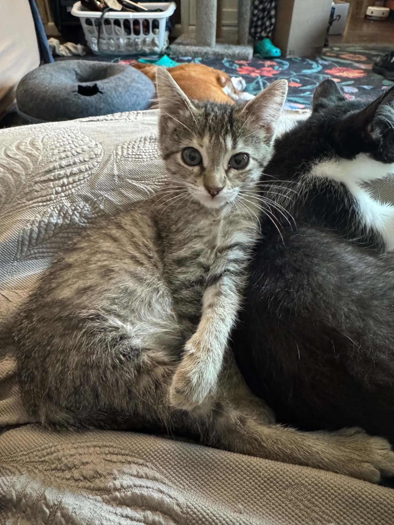 Enlarge Buffy (from the Buffy the Vampire Slayer Litter), a Adopted Domestic Short Hair in Arnold, MO image 5/6