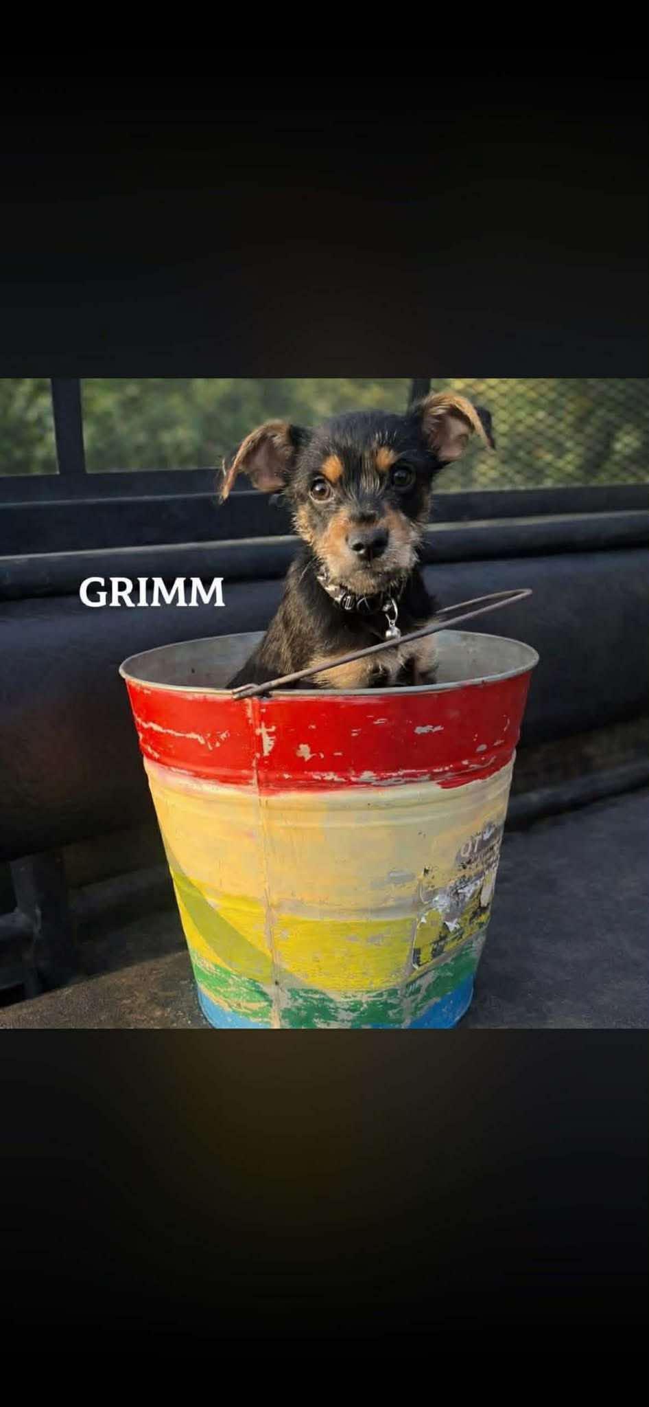 Grimm, a ADOPTABLE mixed breed in Blue Bell, PA image 5/5