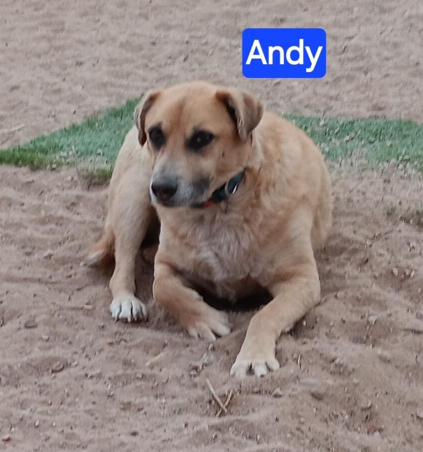 Andy, Adoptable, Adult Male Retriever.