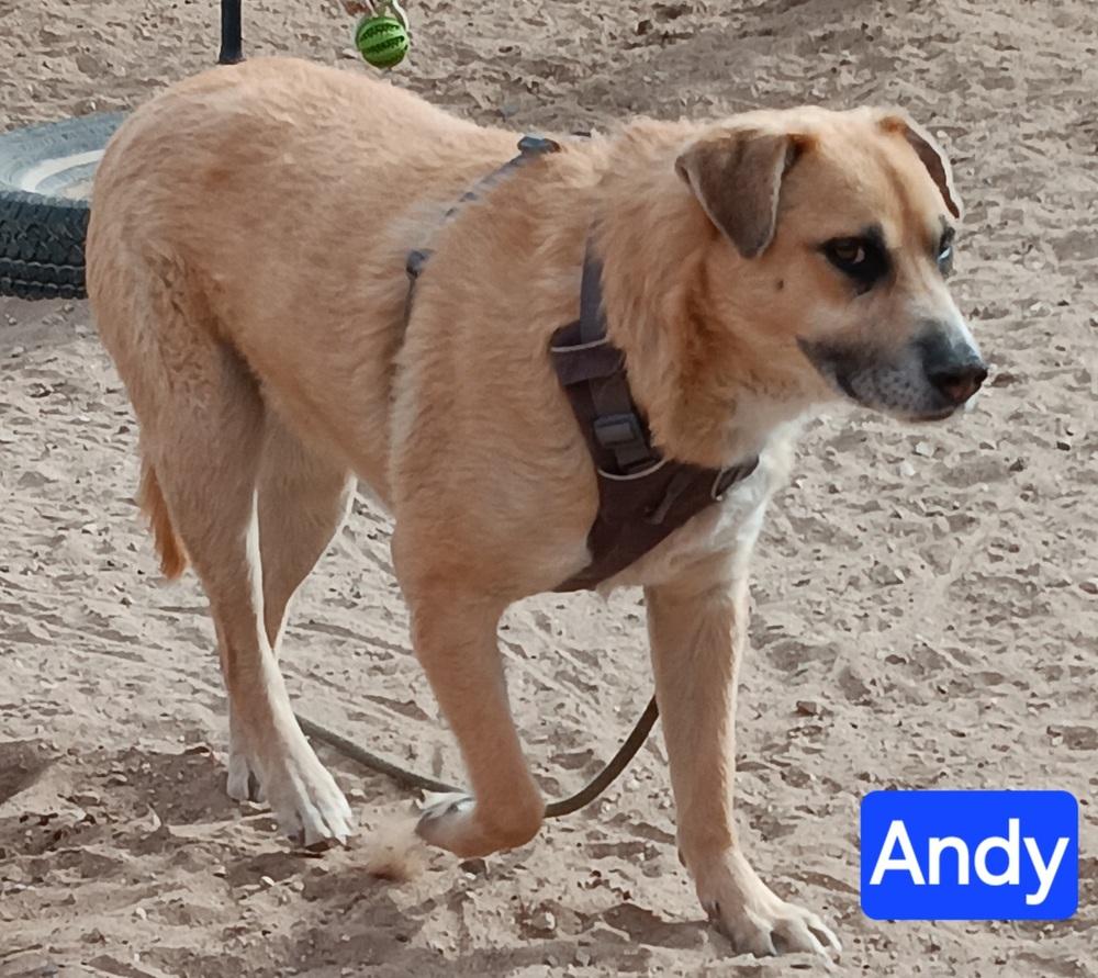 Enlarge Andy, a Adoptable mixed breed in Fort Lupton, CO image 2/2
