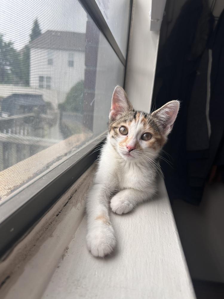 Enlarge Rory, a Adoptable Domestic Short Hair in North Brunswick, NJ image 1/4