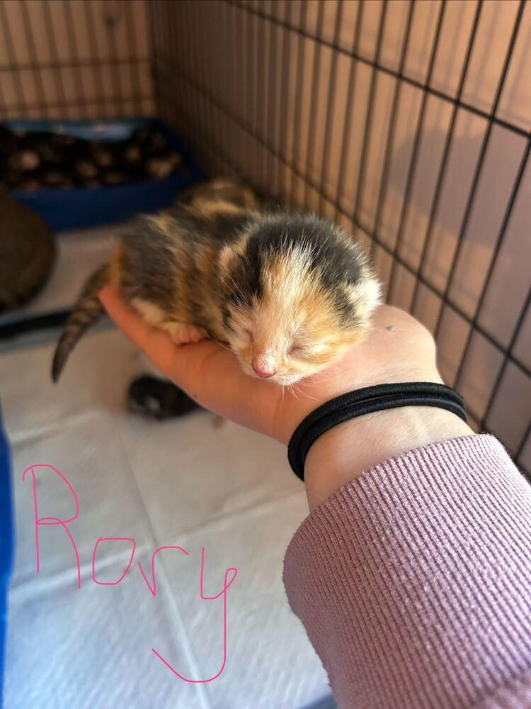 Enlarge Rory, a Adoptable Domestic Short Hair in North Brunswick, NJ image 2/4
