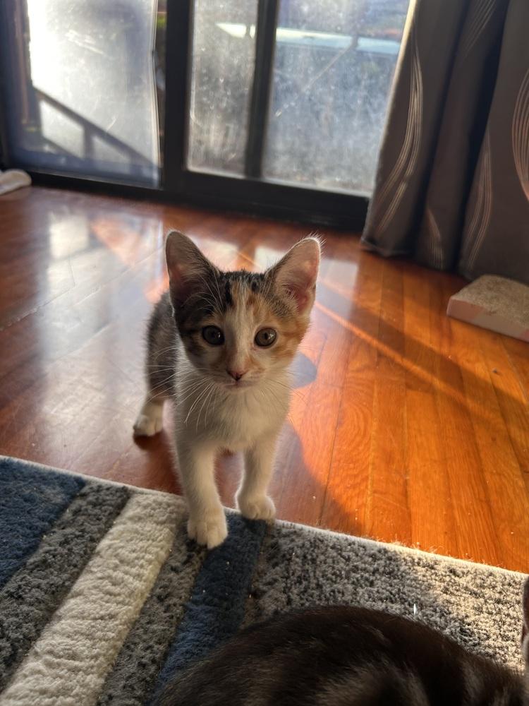 Enlarge Rory, a Adoptable Domestic Short Hair in North Brunswick, NJ image 3/4