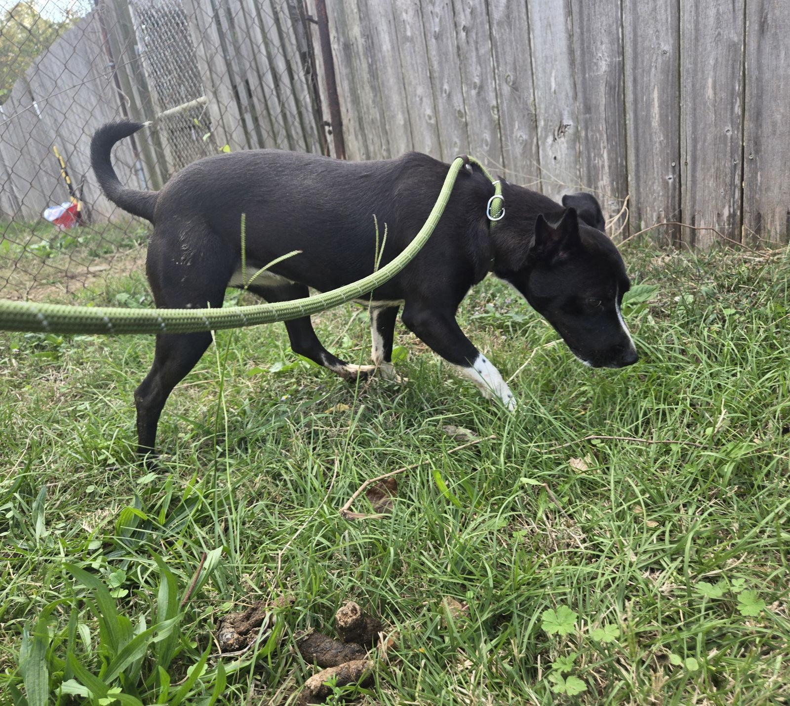 Layla — thumbnail 3