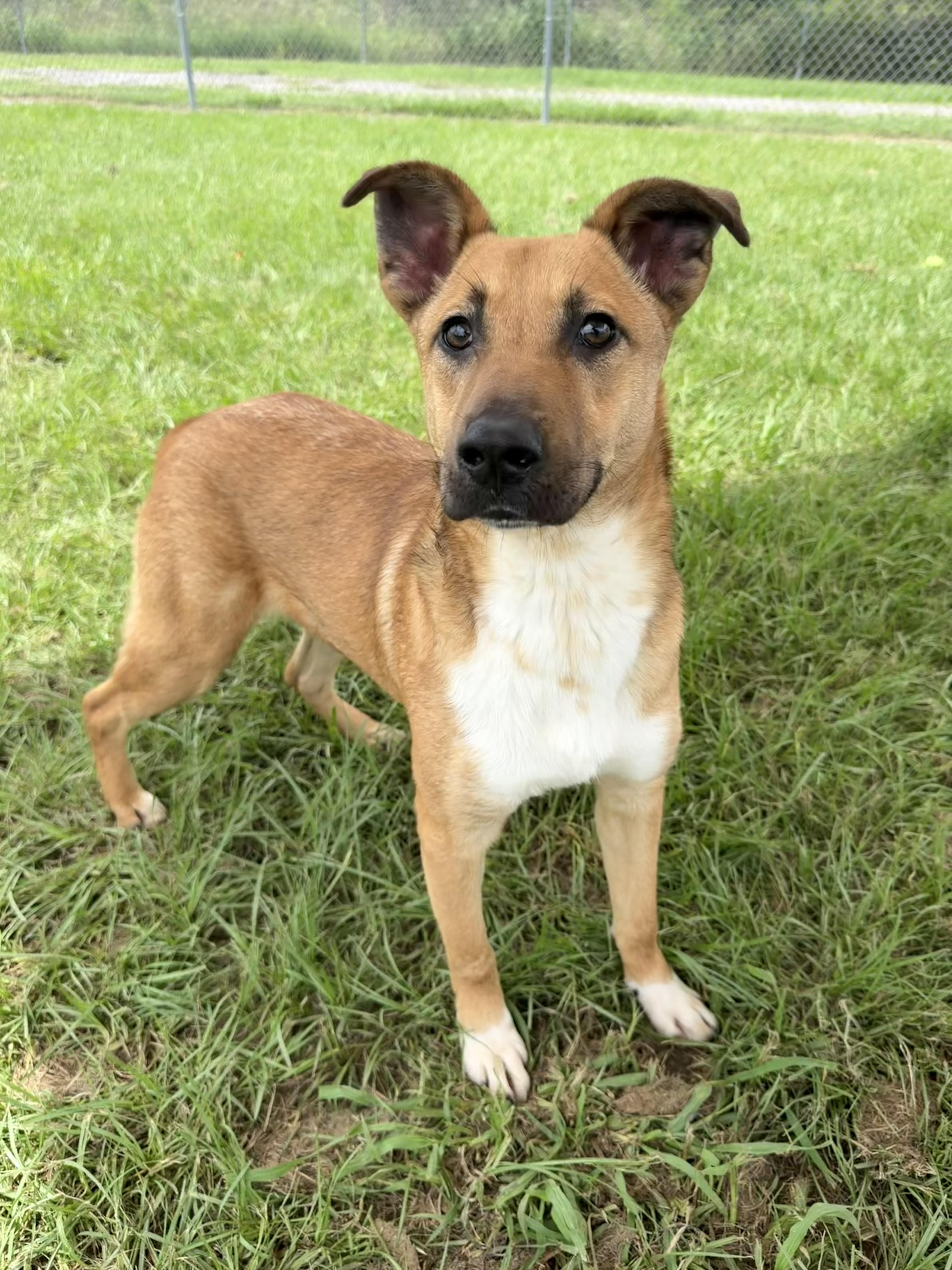 Silas, a ADOPTABLE mixed breed in richmond, ME image 2/6