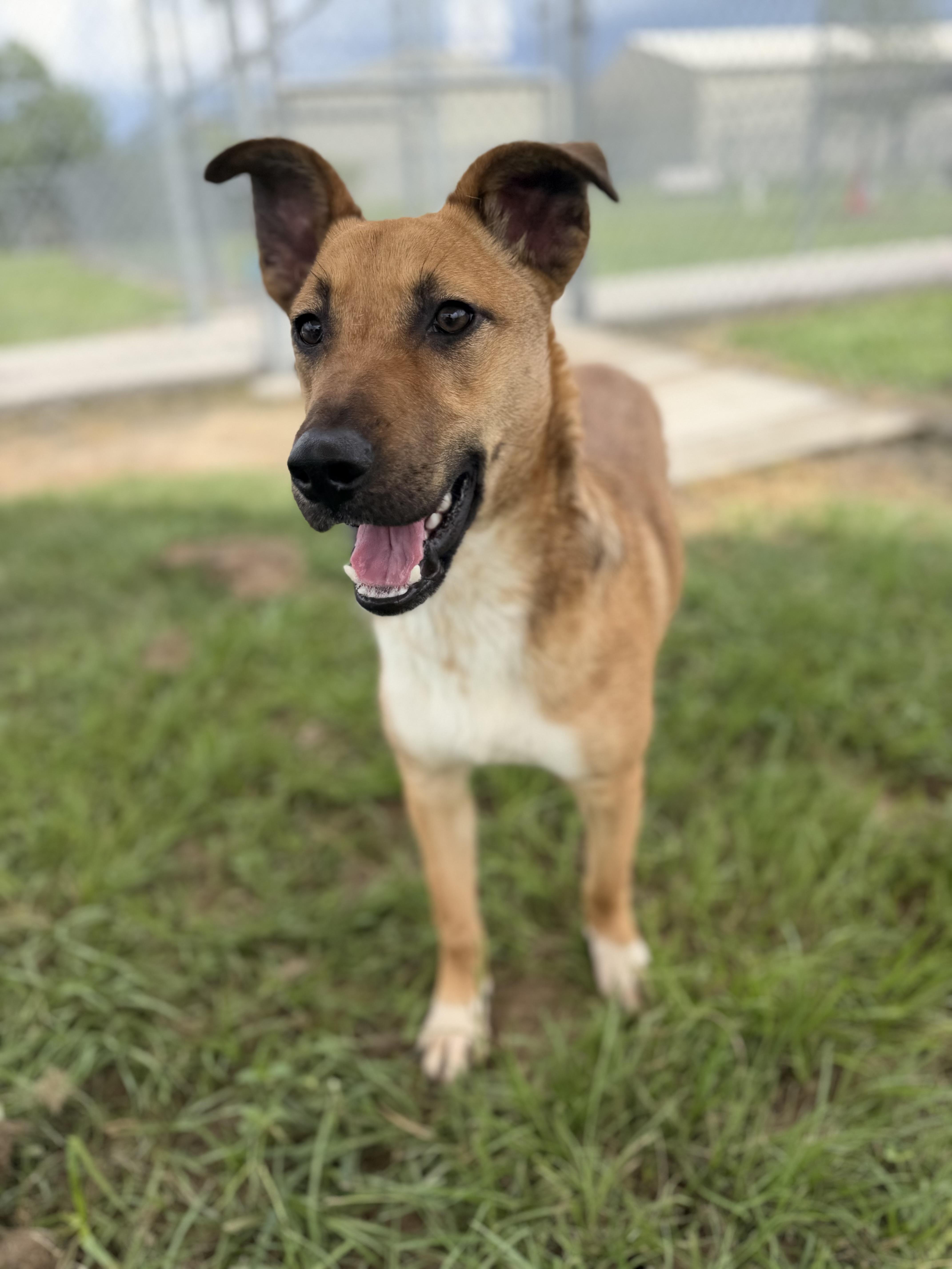 Silas, a ADOPTABLE mixed breed in richmond, ME image 4/6