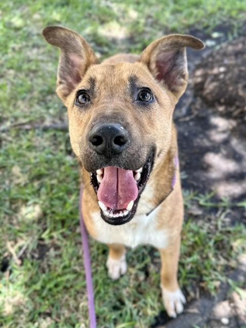 Silas, a ADOPTABLE mixed breed in richmond, ME image 5/6