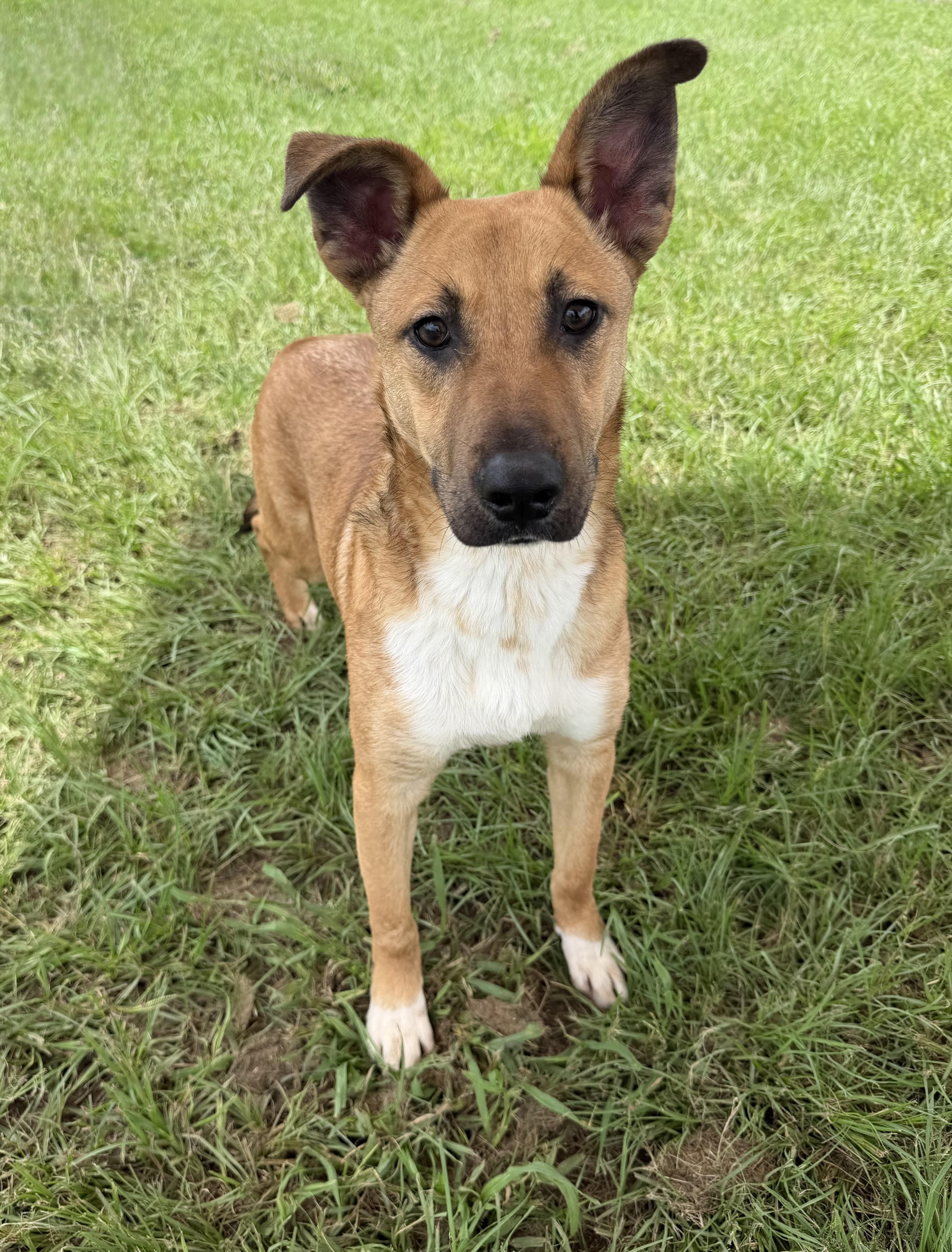 Silas, ADOPTABLE, Young Male Shepherd.