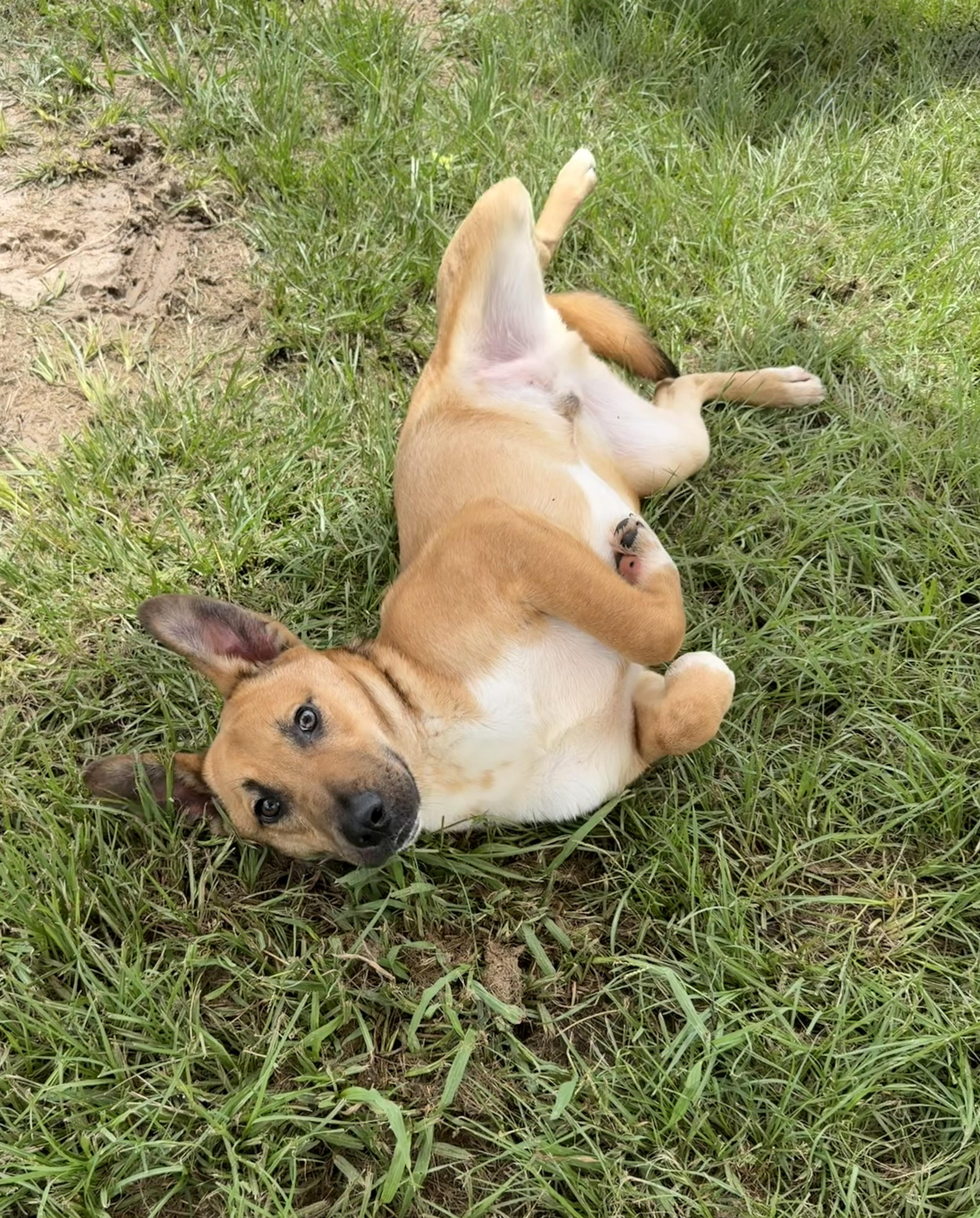Silas, a ADOPTABLE mixed breed in richmond, ME image 6/6