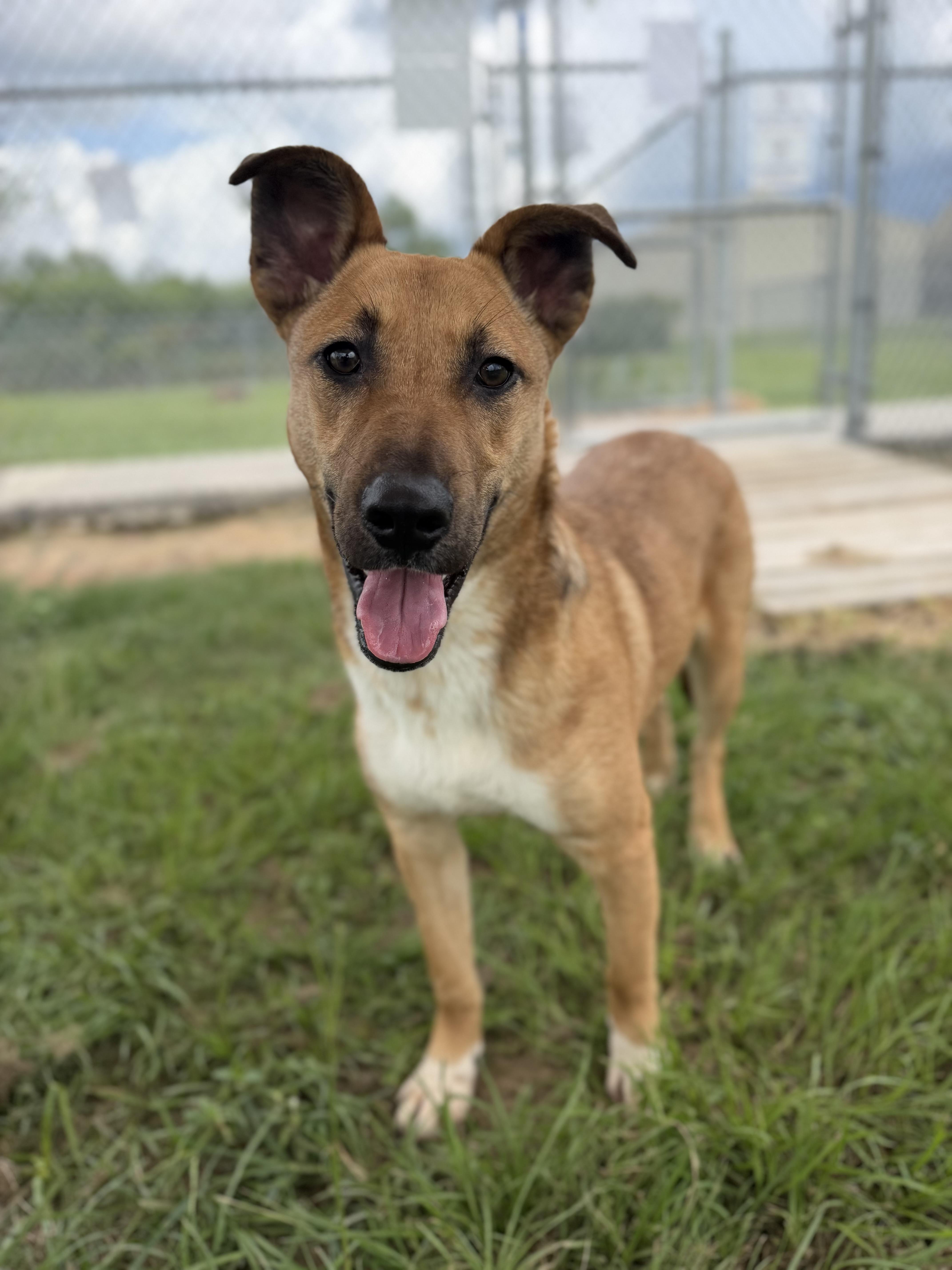 Silas, a ADOPTABLE mixed breed in richmond, ME image 3/6