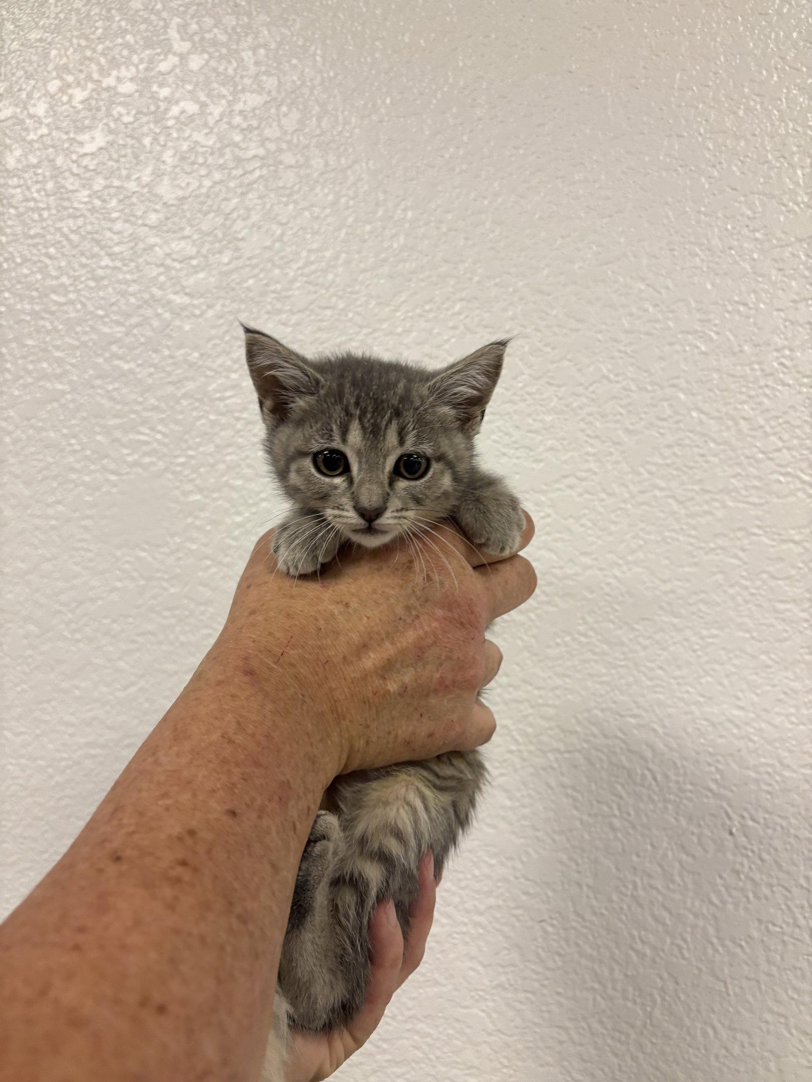 Beaker ( BC), Adoptable, Kitten Male Tabby.