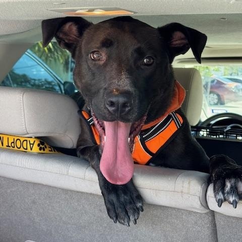 Enlarge Darius (FOSTER OR FOSTER TO ADOPT), a Adoptable mixed breed in Miami, FL image 1/6