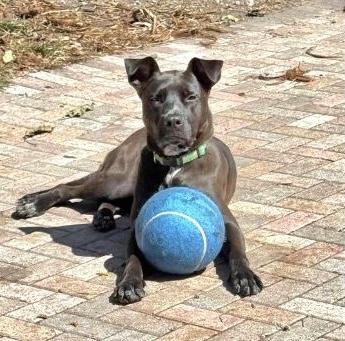 Darius (FOSTER OR FOSTER TO ADOPT), a Adoptable mixed breed in Miami, FL image 1/6