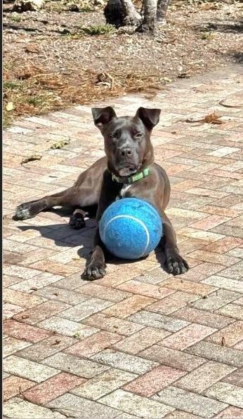 Enlarge Darius (FOSTER OR FOSTER TO ADOPT), a Adoptable mixed breed in Miami, FL image 2/6