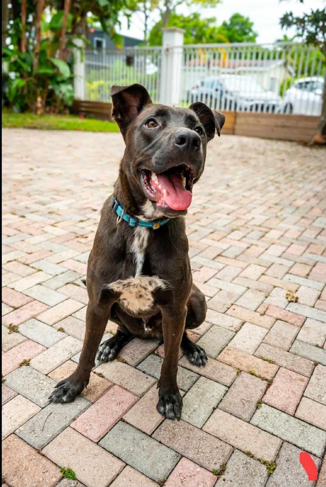 Darius Terrier Dog