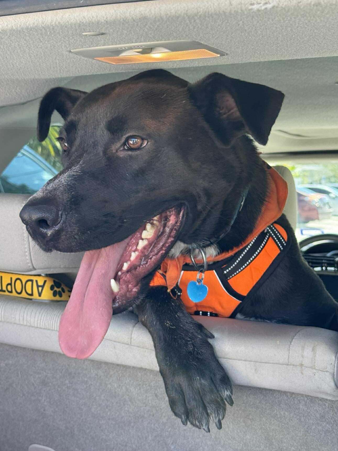 Enlarge Darius (FOSTER OR FOSTER TO ADOPT), a Adoptable mixed breed in Miami, FL image 2/6