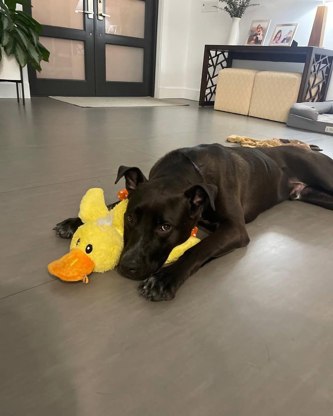 Enlarge Darius (FOSTER OR FOSTER TO ADOPT), a Adoptable mixed breed in Miami, FL image 6/6