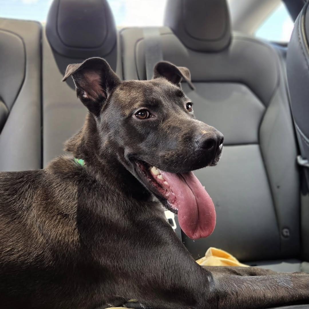 Darius (FOSTER OR FOSTER TO ADOPT), a Adoptable mixed breed in Miami, FL image 3/6