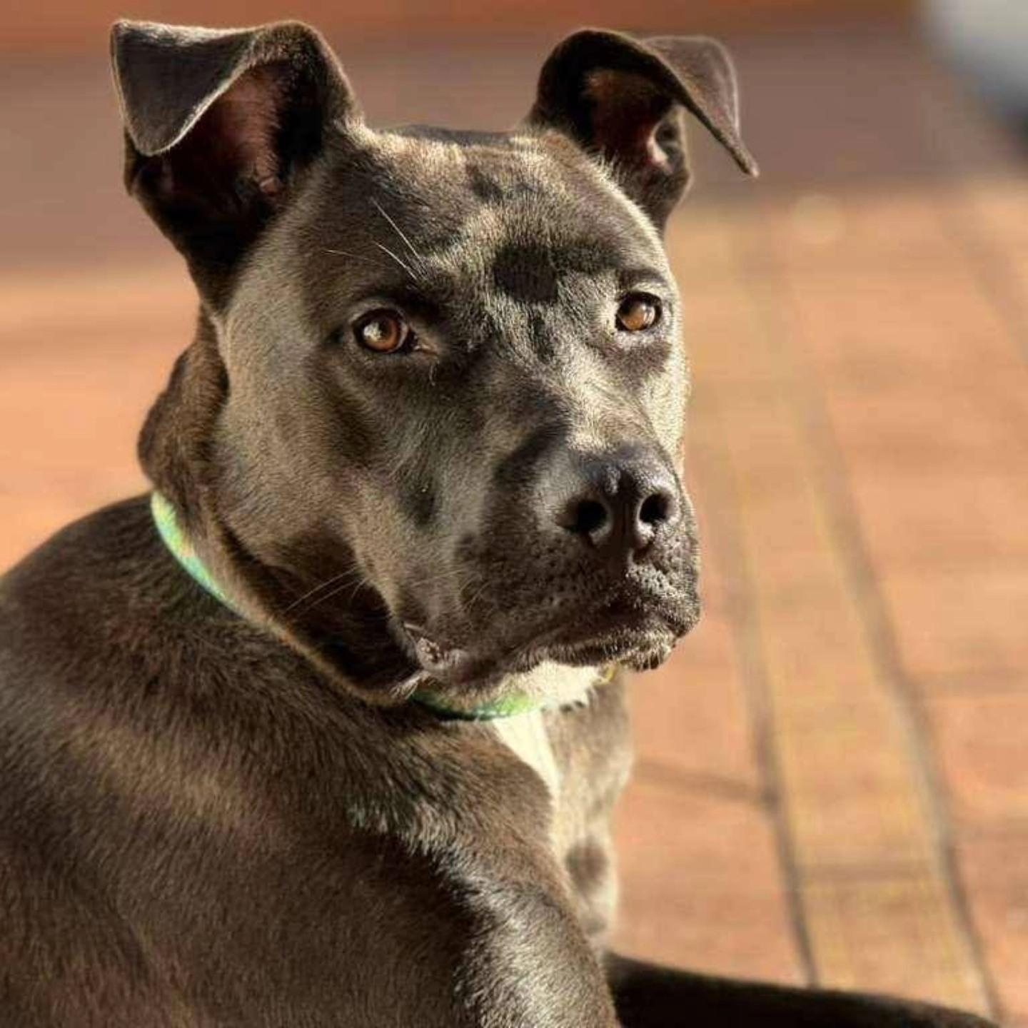 Enlarge Darius (FOSTER OR FOSTER TO ADOPT), a Adoptable mixed breed in Miami, FL image 3/6